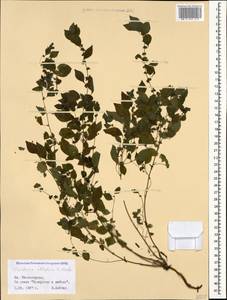 Parietaria judaica L., Caucasus, Stavropol Krai, Karachay-Cherkessia & Kabardino-Balkaria (K1b) (Russia)
