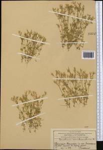 Cerastium semidecandrum L., Middle Asia, Western Tian Shan & Karatau (M3) (Kazakhstan)