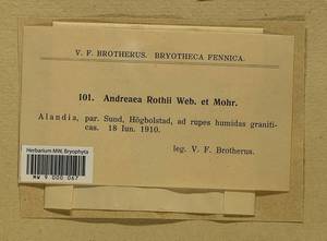 Andreaea rothii F. Weber & D. Mohr, Bryophytes, Bryophytes - Western Europe (BEu) (Finland)