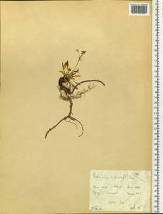 Patrinia sibirica (L.) Juss., Siberia, Russian Far East (S6) (Russia)