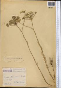 Oedibasis apiculata (Kar. & Kir.) Koso-Pol., Middle Asia, Syr-Darian deserts & Kyzylkum (M7) (Uzbekistan)