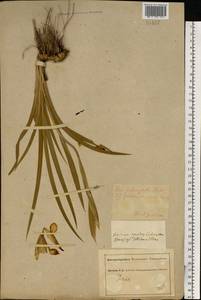 Iris halophila Pall., Eastern Europe, South Ukrainian region (E12) (Ukraine)