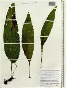 Saussurea umbrosa Kom., Siberia, Russian Far East (S6) (Russia)