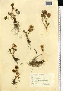 Ranunculus glacialis L., Eastern Europe, Northern region (E1) (Russia)