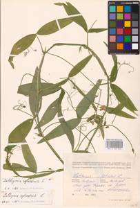 Lathyrus sylvestris L., Eastern Europe, North-Western region (E2) (Russia)