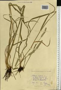Phleum pratense L., Eastern Europe, North Ukrainian region (E11) (Ukraine)