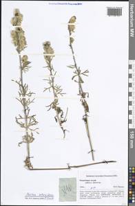 Aconitum anthoroideum DC., Siberia, Altai & Sayany Mountains (S2) (Russia)