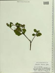 Cotoneaster alaunicus Golitsin, Eastern Europe, Central forest-and-steppe region (E6) (Russia)