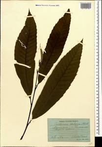 Castanea sativa Mill., Caucasus, Georgia (K4) (Georgia)