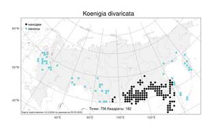 Koenigia divaricata (L.) T. M. Schust. & Reveal, Atlas of the Russian Flora (FLORUS) (Russia)
