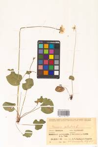 Parnassia palustris L., Eastern Europe, Eastern region (E10) (Russia)