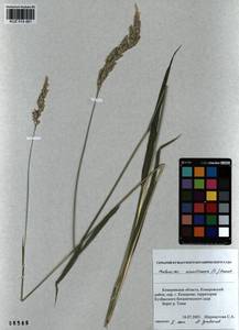 Phalaris arundinacea L., Siberia, Altai & Sayany Mountains (S2) (Russia)