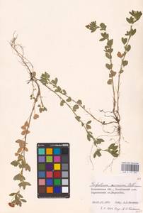 Trifolium aureum Pollich, Eastern Europe, North-Western region (E2) (Russia)