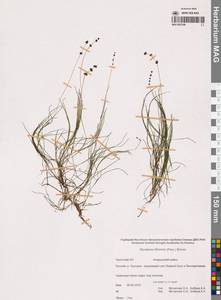 Stuckenia filiformis (Pers.) Börner, Siberia, Chukotka & Kamchatka (S7) (Russia)