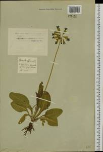 Primula veris subsp. macrocalyx (Bunge) Lüdi, Siberia, Western Siberia (S1) (Russia)