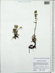 Artemisia furcata M. Bieb., Siberia, Baikal & Transbaikal region (S4) (Russia)