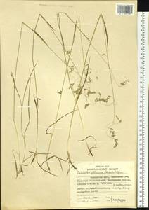 Deschampsia cespitosa subsp. cespitosa, Siberia, Chukotka & Kamchatka (S7) (Russia)