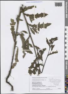 Cirsium arvense (L.) Scop., Eastern Europe, Central region (E4) (Russia)