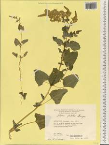 Atriplex flabellum Bunge ex Boiss., South Asia, South Asia (Asia outside ex-Soviet states and Mongolia) (ASIA) (Afghanistan)