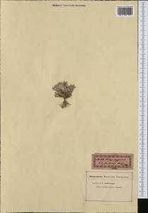 Filago pygmaea L., South Asia, South Asia (Asia outside ex-Soviet states and Mongolia) (ASIA) (Turkey)