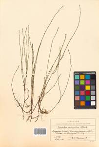 Equisetum variegatum Schleich. ex F. Weber & D. Mohr, Siberia, Russian Far East (S6) (Russia)