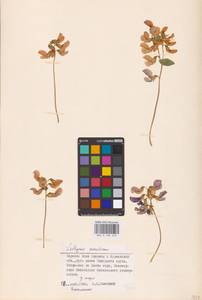 Lathyrus japonicus var. maritimus (L.) J.T.Kartesz & Gandhi, Eastern Europe, Northern region (E1) (Russia)