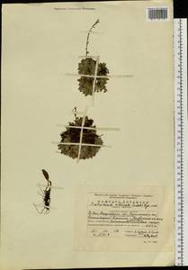 Eritrichium villosum (Ledeb.) Bunge, Eastern Europe, Eastern region (E10) (Russia)