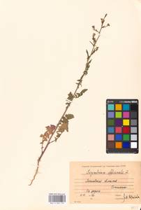 Sisymbrium officinale (L.) Scop., Eastern Europe, Moscow region (E4a) (Russia)