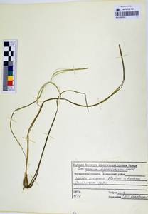 MAG 0003632, Sparganium hyperboreum Laest. ex Beurl., Siberia, Chukotka & Kamchatka (S7) (Russia)
