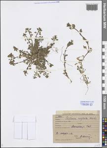 Stellaria neglecta (Lej.) Weihe, Middle Asia, Syr-Darian deserts & Kyzylkum (M7) (Uzbekistan)