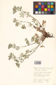 Potentilla argentea L., Eastern Europe, Lower Volga region (E9) (Russia)