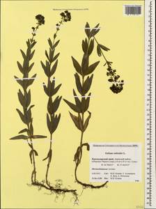 Galium rubioides L., Caucasus, Krasnodar Krai & Adygea (K1a) (Russia)