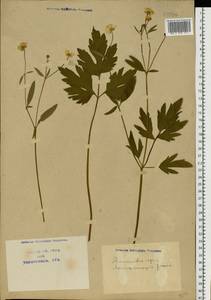 Ranunculus repens L., Eastern Europe, North Ukrainian region (E11) (Ukraine)