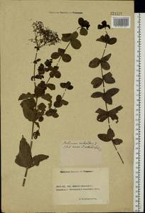 Galium rubioides L., Eastern Europe, Rostov Oblast (E12a) (Russia)