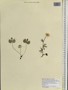 Ranunculus sulphureus, Siberia, Chukotka & Kamchatka (S7) (Russia)