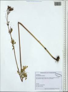 Chaerophyllum aureum L., Western Europe (EUR) (Germany)