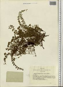Thymus mongolicus (Ronniger) Ronniger, Siberia, Altai & Sayany Mountains (S2) (Russia)