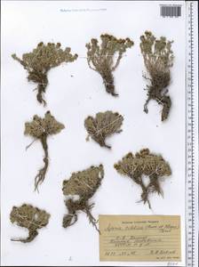 Ajania tibetica (Hook. fil. & Thomson) Tzvelev, Middle Asia, Pamir & Pamiro-Alai (M2) (Tajikistan)