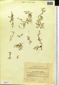 Lycopodioides helvetica (L.) Kuntze, Eastern Europe, West Ukrainian region (E13) (Ukraine)