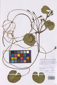 Nymphoides peltata (S.G.Gmel.) Kuntze, Eastern Europe, Moscow region (E4a) (Russia)