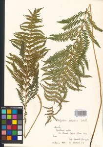 Thelypteris palustris (Salisb.) Schott, Eastern Europe, Moscow region (E4a) (Russia)