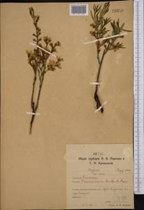 Prunus tenella Batsch, Middle Asia, Northern & Central Kazakhstan (M10) (Kazakhstan)