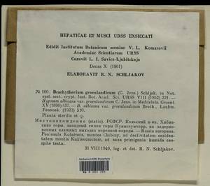 Brachythecium tauriscorum Molendo & Lorentz, Bryophytes, Bryophytes - Karelia, Leningrad & Murmansk Oblasts (B4) (Russia)