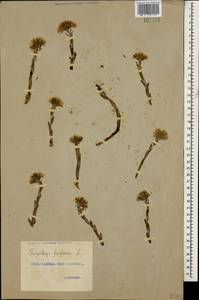 Tussilago farfara L., Caucasus, Georgia (K4) (Georgia)