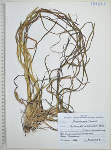 Phyllospadix juzepczukii Tzvelev, Siberia, Russian Far East (S6) (Russia)