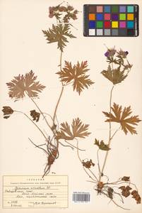 Geranium erianthum DC., Siberia, Russian Far East (S6) (Russia)