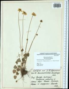 Parnassia palustris L., Eastern Europe, Central region (E4) (Russia)