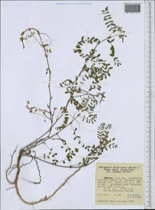 Astragalus atropilosulus, Africa (AFR) (Ethiopia)