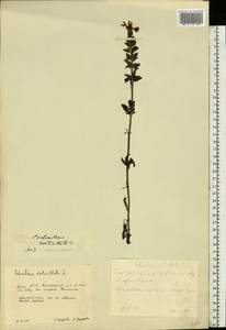 Pedicularis verticillata L., Eastern Europe, Eastern region (E10) (Russia)