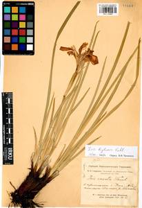 Iris lactea f. biglumis (Vahl) Kitag., Siberia, Altai & Sayany Mountains (S2) (Russia)